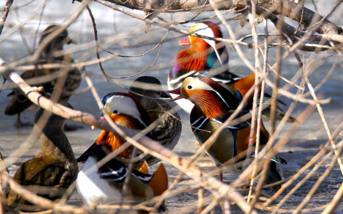 本杰士堆 環(huán)保建材、生態(tài)大宅！這些公園裝飾物竟是北京野生動物“安居房”