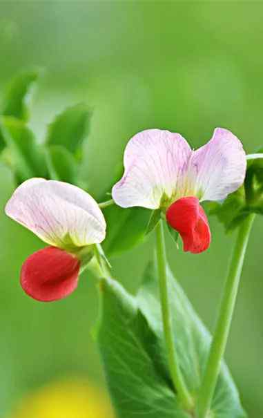 豌豆花雞 豌豆花開