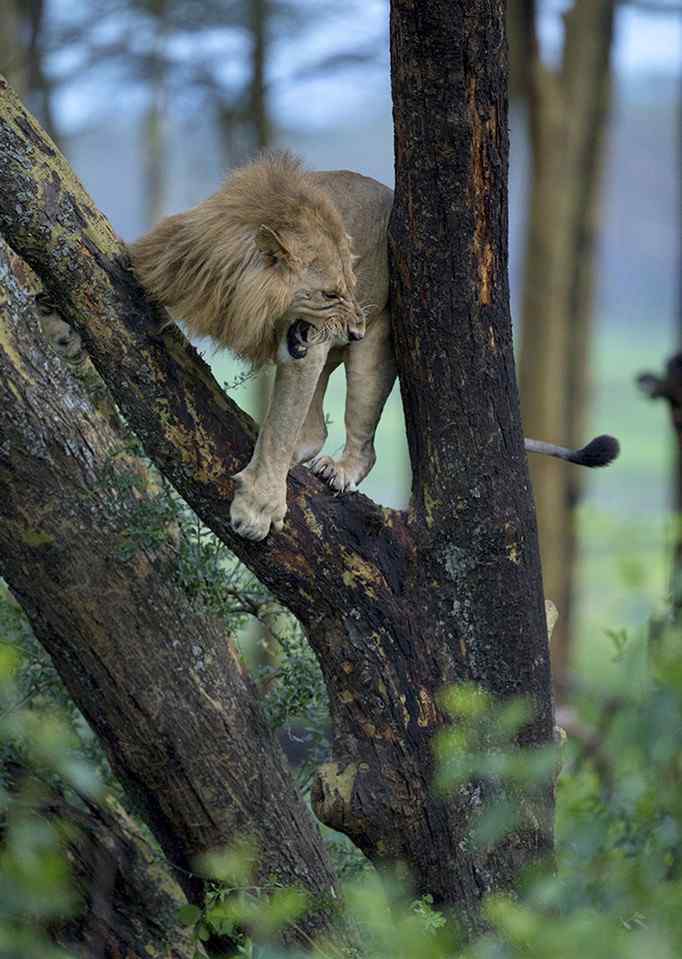 獅子遭100頭水?？褡?逃上樹瑟瑟發(fā)抖被嚇成“表情包”