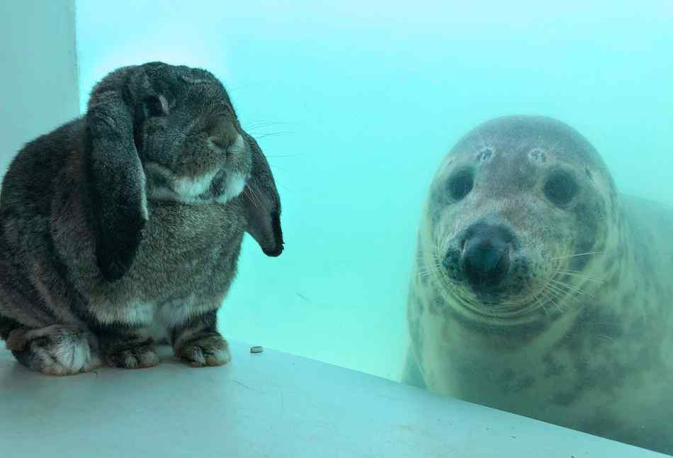 動物跨越物種友情英國海豹與兔子友誼深厚隔著玻璃熱情交流