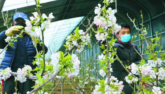 江寒青 北京耿樓村櫻桃樹開花了！確保防疫安全的同時，田間工作已經(jīng)開始