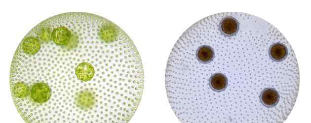 性之謎團：植物、原生生物與人類無處不在的性行為