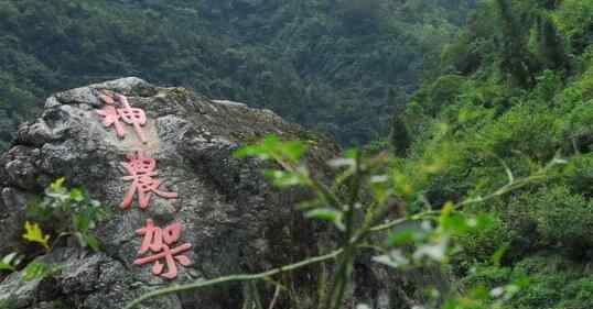 神農架女野人搶男人是真的嗎 神農架野人有真實照片嗎