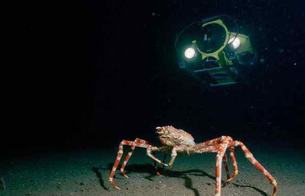 海洋巨型生物圖片:巨型蜘蛛蟹、獅鬃水母、僧帽水母、巨型深海大