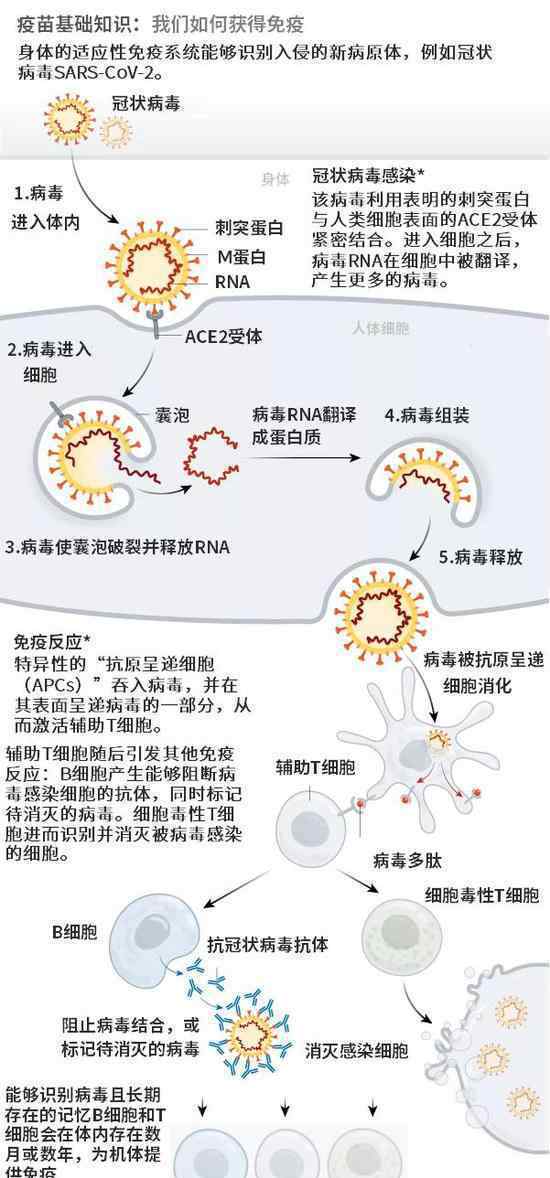 科學(xué)家們希望通過(guò)八種方式實(shí)現(xiàn)對(duì)SARS-CoV-2的免疫