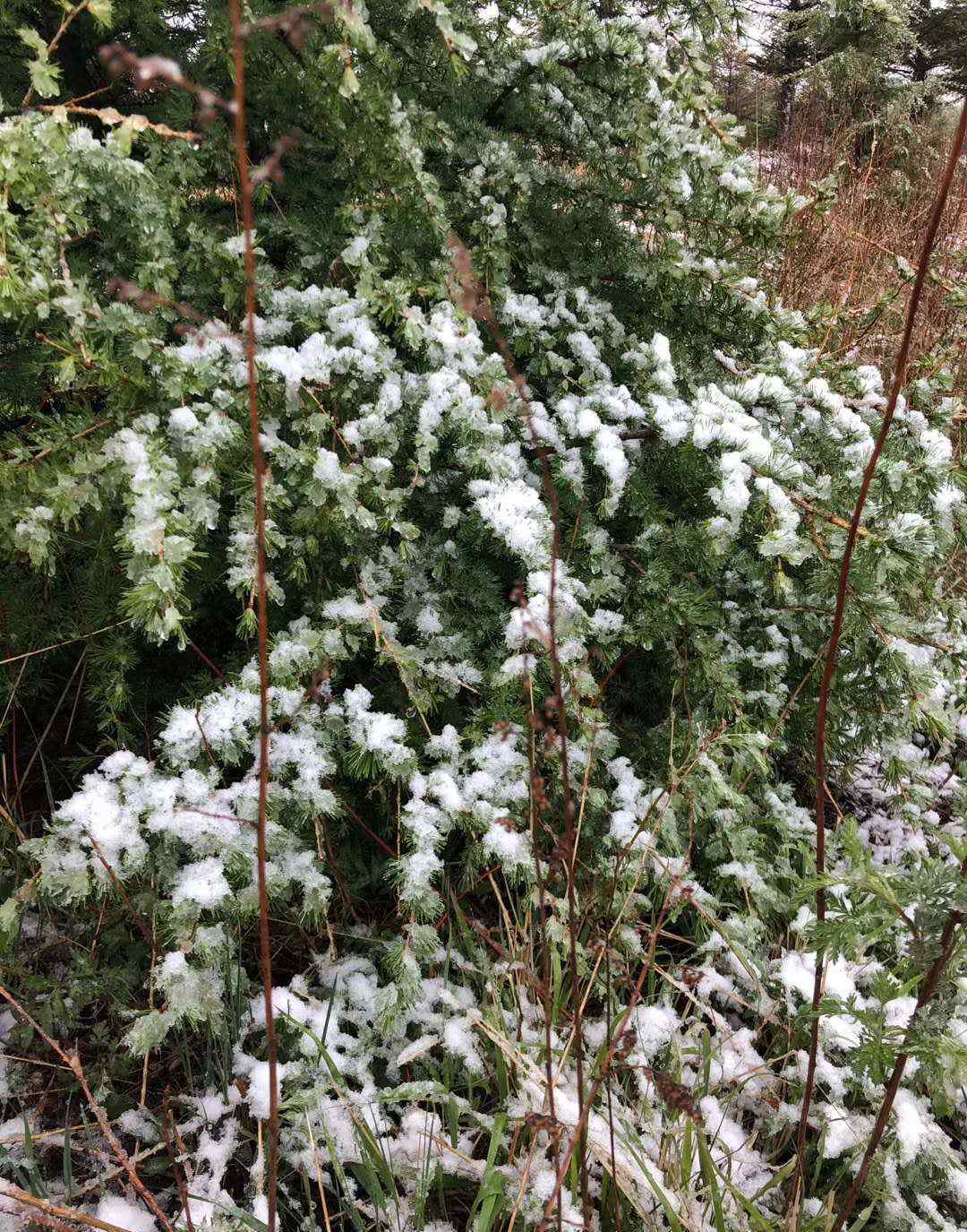 北京大雪圖片 5月飄雪！今天，北京靈山下雪了，組圖來了