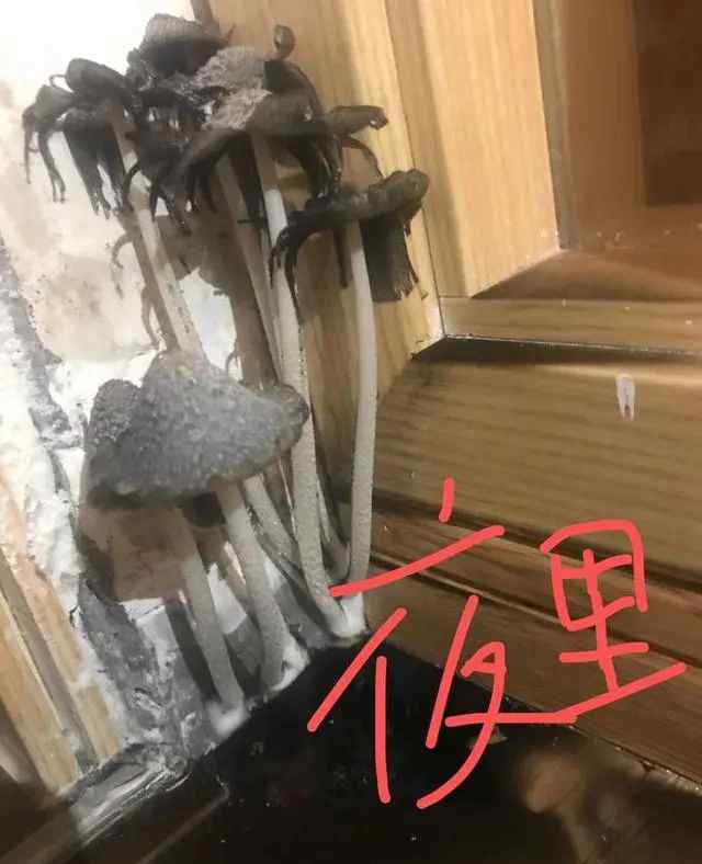 家里種蘑菇的危害 女子被家里蘑菇嚇哭：怎么都除不掉，晚上還會(huì)化成一灘“黑水”！