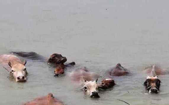 百只老鼠涼亭躲洪水 動物都是怎么逃生的