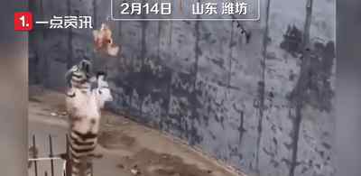 動物園游客拿雞釣老虎致其重摔！園方回應：游客自己帶的雞