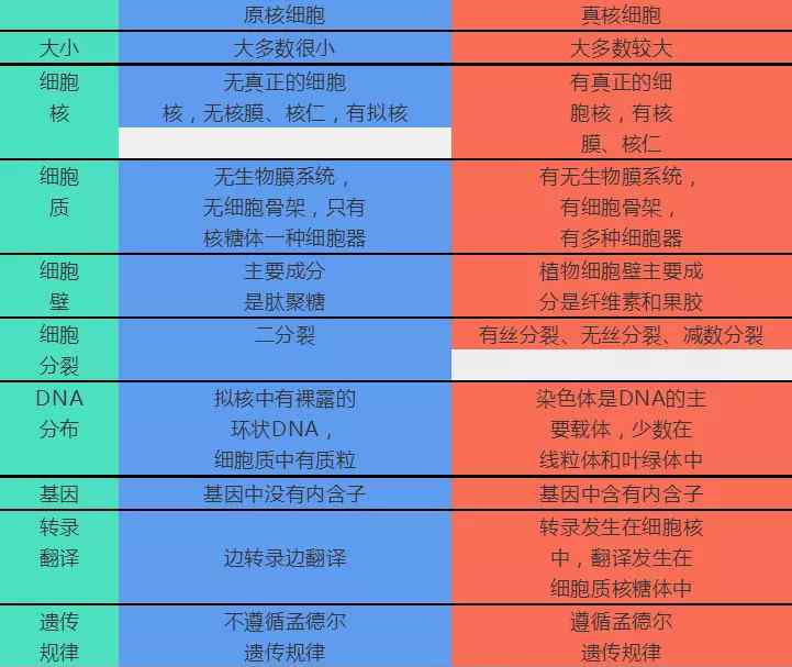 原核生物與真核生物的區(qū)別 高中生物真核細胞與原核細胞的區(qū)別匯總！