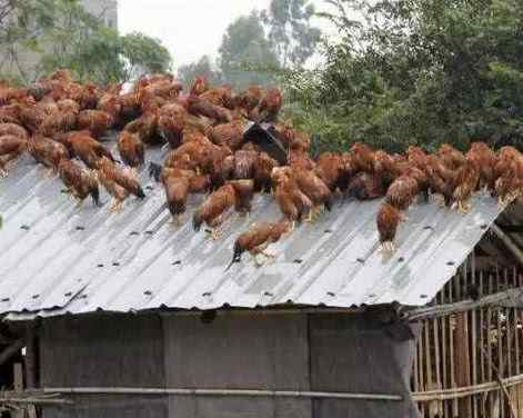 百只老鼠涼亭躲洪水 動物都是怎么逃生的