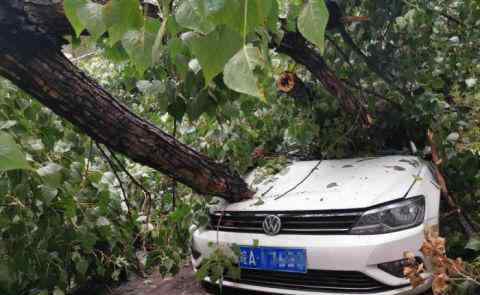 北京雨后大樹傾倒 砸損七輛轎車 均有不同程度的損壞