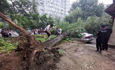 北京雨后大樹傾倒 砸損七輛轎車 均有不同程度的損壞