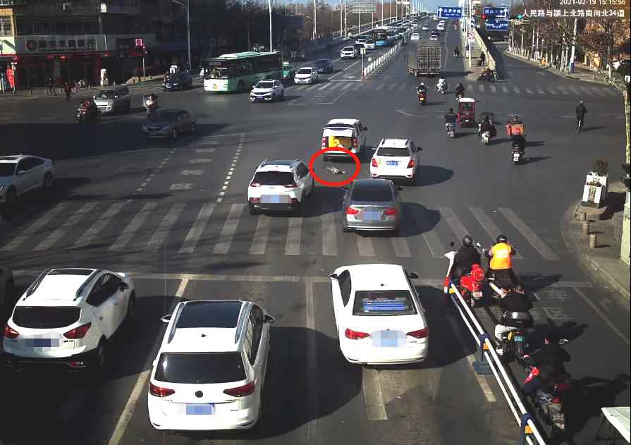 驚險！車輛在路口剛起步 阜陽一4歲男童從車輛后備箱掉落路面