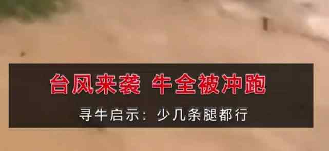 村民十幾頭牛在臺(tái)風(fēng)中被洪水沖走 街道眾多店鋪被淹