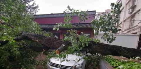 北京雨后大樹傾倒 砸損七輛轎車 均有不同程度的損壞