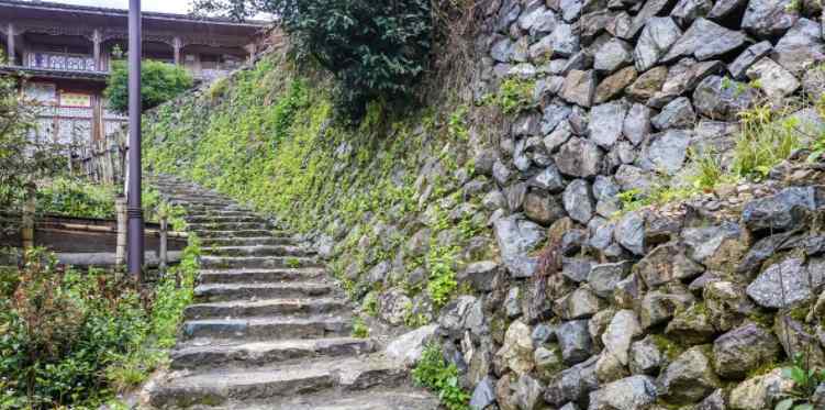 游客發(fā)現(xiàn)一棵枯死的參天大樹 走近后看到震撼景象