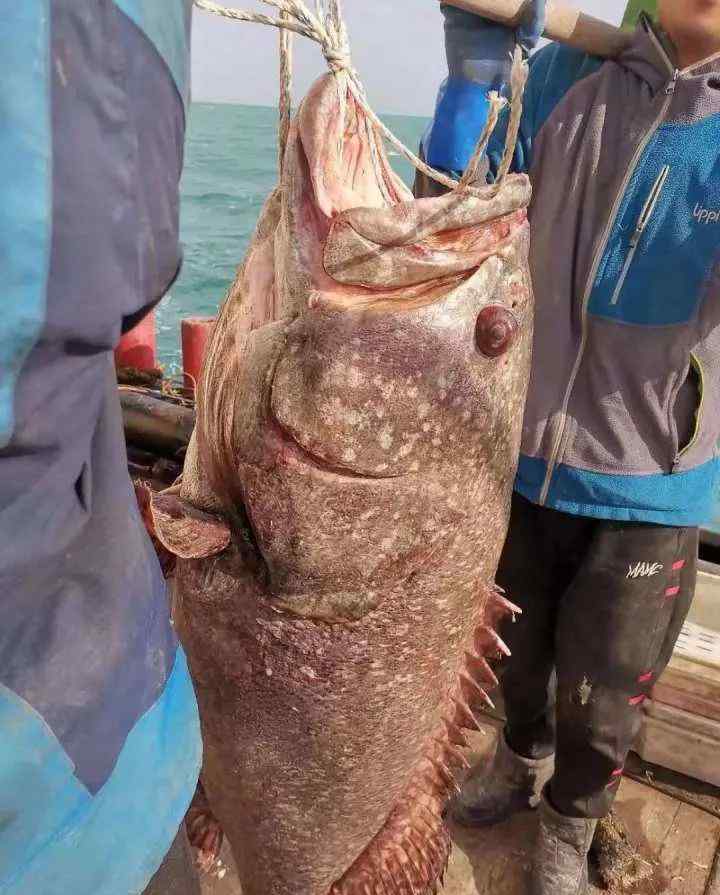 野生石斑魚 比小孩都高！舟山漁民捕獲96斤超大野生石斑魚，船員驚呼