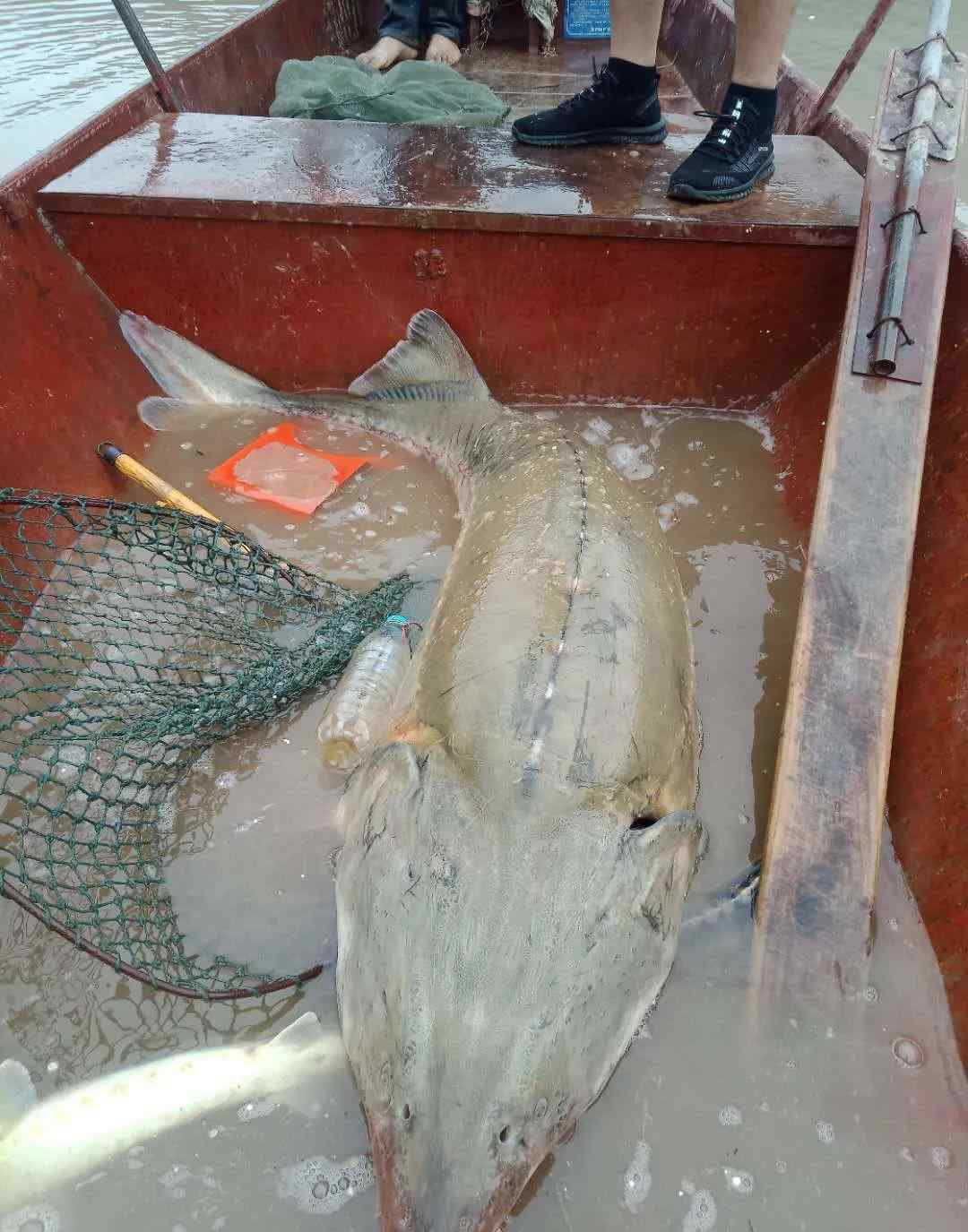 暴雨后千萬斤鱘魚從甘肅流入四川