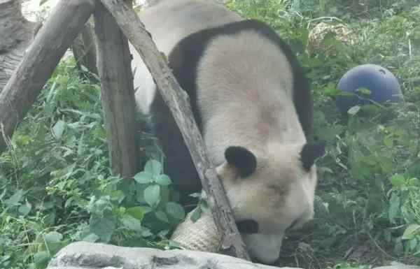 北京動(dòng)物園熊貓禿頭