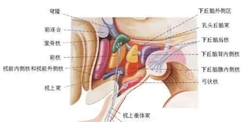 催乳素偏高會不孕嗎 【愛嗣國際科普】泌乳素高也會導(dǎo)致不孕嗎？