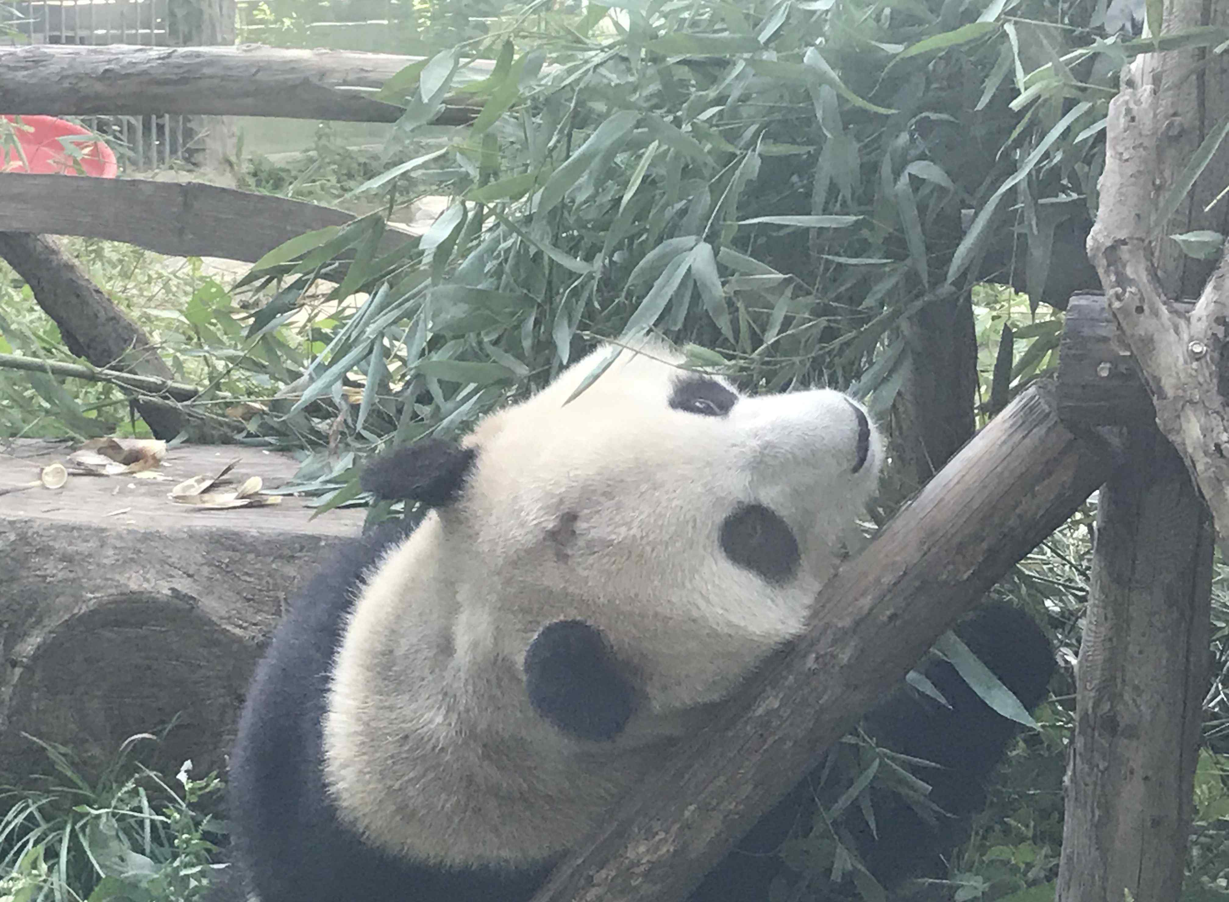 大熊貓遭遇“謝頂”危機 北京動物園網(wǎng)紅大熊貓“突然頭禿”