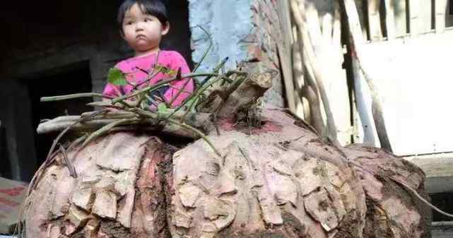 浙江老人收菜地喊四五人挖了一下午 抬出的稀罕物震驚眾人