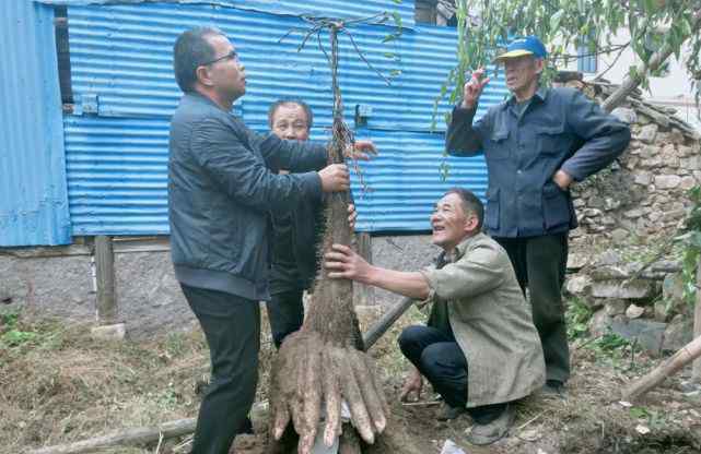 浙江老人收菜地喊四五人挖了一下午 抬出的稀罕物震驚眾人