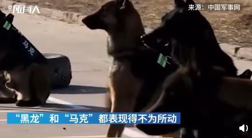 警犬面對火腿腸誘惑不為所動 究竟是什么情況?具體事件詳情是怎樣的?