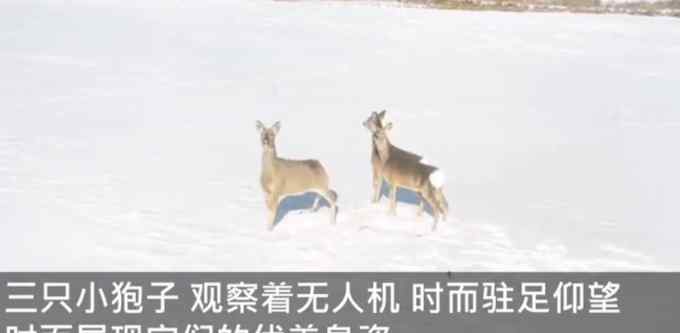 太萌了！無人機(jī)巡護(hù)時(shí)遇“東北神獸” 3只狍子雪地撒歡