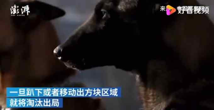 考驗抗干擾能力 警犬面對火腿腸誘惑不為所動 網(wǎng)友：“眼神”有點帥