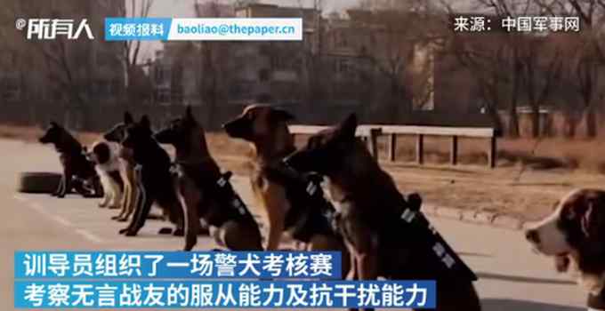 警犬面對火腿腸誘惑不為所動 耍帥賣萌樣樣會 網(wǎng)友：眼神太帥了！