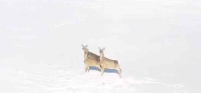 太萌了！無人機(jī)巡護(hù)時(shí)遇“東北神獸” 3只狍子雪地撒歡