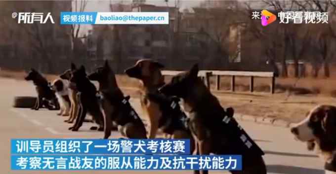 考驗抗干擾能力 警犬面對火腿腸誘惑不為所動 網(wǎng)友：“眼神”有點帥