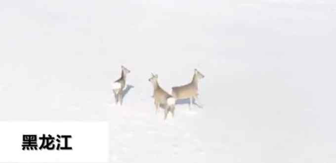 太萌了！無人機(jī)巡護(hù)時(shí)遇“東北神獸” 3只狍子雪地撒歡