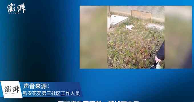 5歲女孩抱著寵物狗從13樓墜下 摔在狗身上受傷 小狗當場死亡