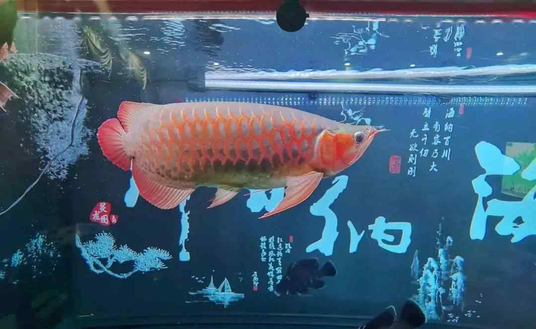 大嘴鯨 這水族界的三大“合體帝”，千萬別隨意混養(yǎng)哦！~