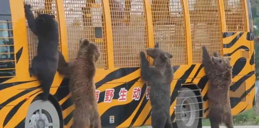 熊貓吃人案 上海野生動(dòng)物園熊吃人事件又有爆料：是誰(shuí)先動(dòng)的手？