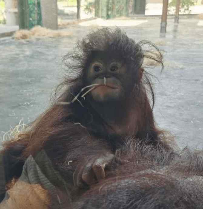 動物園飼養(yǎng)員 上海野生動物園飼養(yǎng)員被熊攻擊不幸遇難：吃過人的熊更危險(xiǎn)