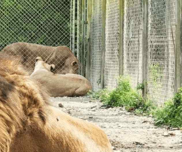 動物園飼養(yǎng)員 上海野生動物園飼養(yǎng)員被熊攻擊不幸遇難：吃過人的熊更危險(xiǎn)