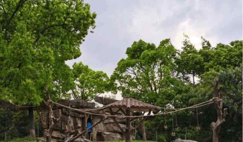 動物園飼養(yǎng)員 上海野生動物園飼養(yǎng)員被熊攻擊不幸遇難：吃過人的熊更危險(xiǎn)