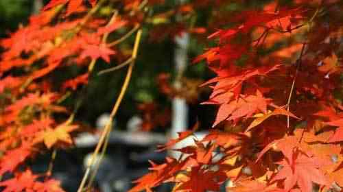 北京香山紅葉什么時候紅 北京香山紅葉觀賞時間+2018香山紅葉節(jié)全攻略