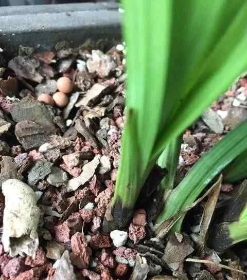 蘭花澆水太多癥狀圖片 這樣的蘭花腐苗，除了澆水太多，還有更重要的原因