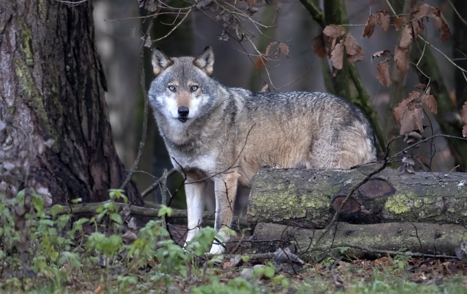 英媒：在中國 狼為何成了被保護動物？