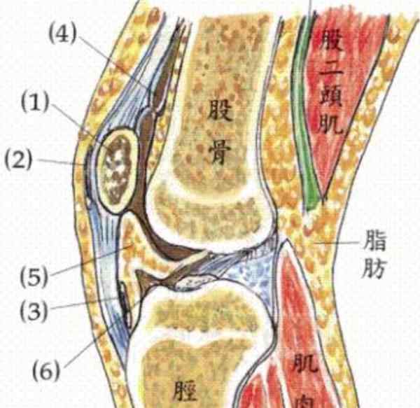 膝蓋骨痛怎么治 膝蓋疼痛怎么辦？一個簡單動作來緩解！