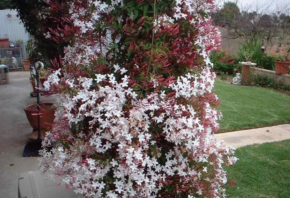 多花素馨 半陰窗臺想養(yǎng)開花燦爛的藤本花卉？并不是妄想，選這6種植物即可