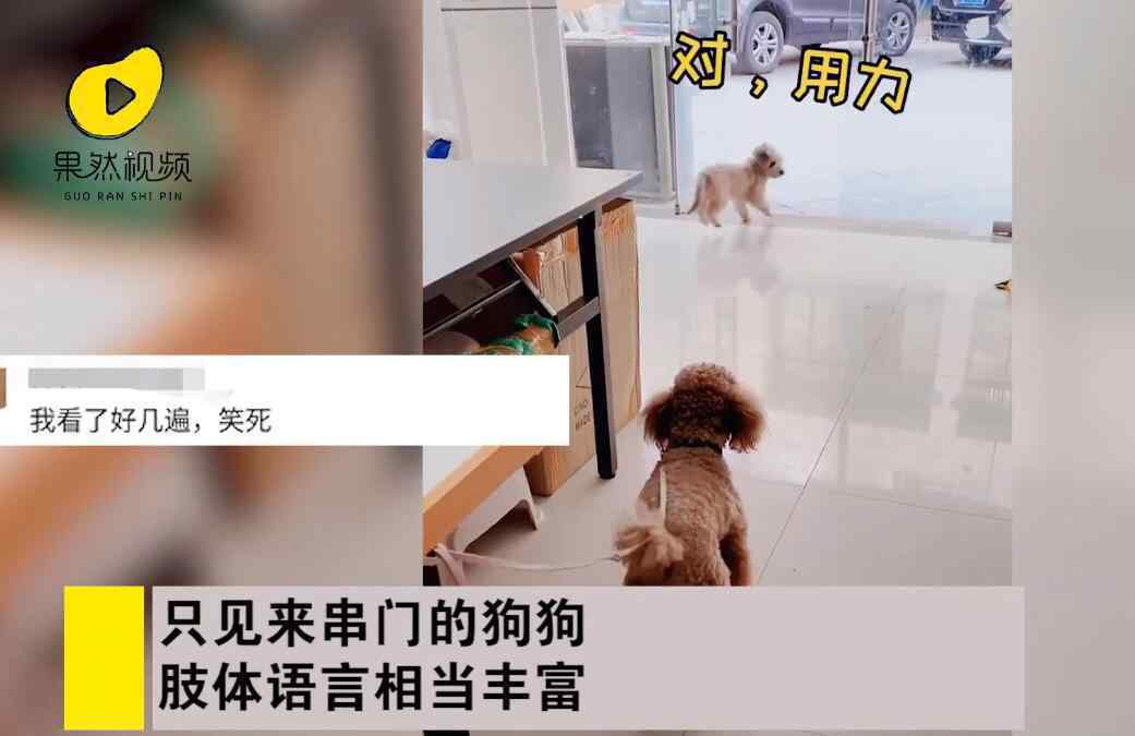 狗子連喊帶比劃叫小伙伴出去玩 到底發(fā)生了什么