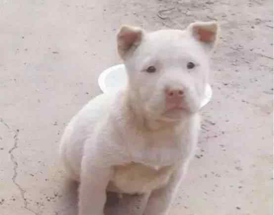 中華田園犬品種大全 最愛養(yǎng)的五種中華田園犬，四眼鐵包金很罕見，第三種有錢也買不到