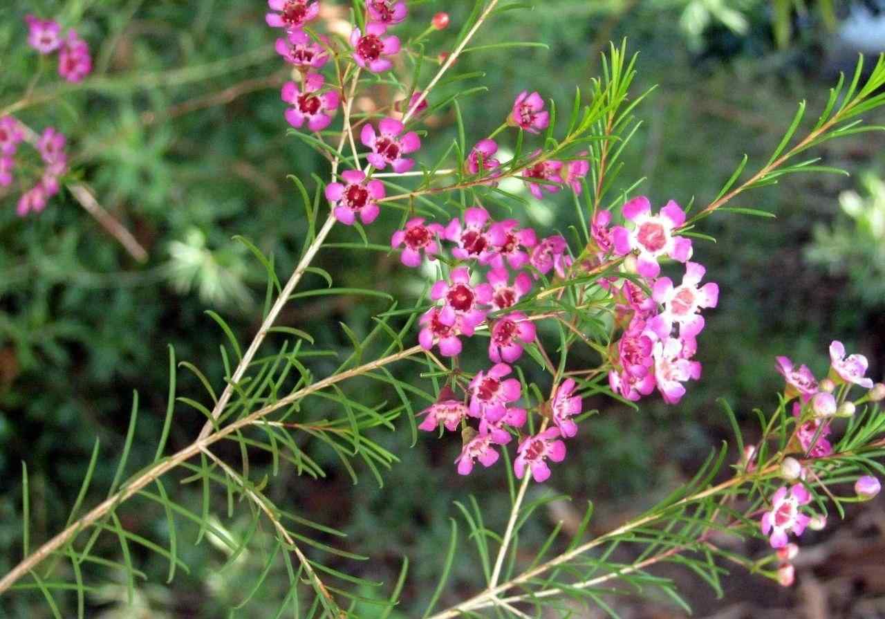 臘梅花盆景 澳洲臘梅養(yǎng)成盆栽，價格貴，度夏難，這樣的灌木花你會買么？