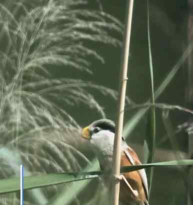 河北武強發(fā)現(xiàn)震旦鴉雀 “鳥中大熊貓”長啥樣